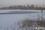 Kampina