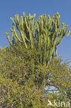 Tree euphorbia (Euphorbia candelabrum