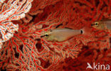 Spotnape cardinalfish (Apogon notatus)