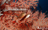 Spotnape cardinalfish (Apogon notatus)