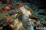 Hawksbill Turtle (Eretmochelys imbricata) 