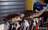 Karetschildpad (Eretmochelys imbricata) 