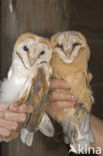 Barn Owl (Tyto alba)