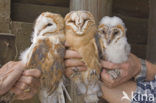 Kerkuil (Tyto alba) 