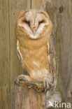 Barn Owl (Tyto alba)