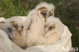 Kerkuil (Tyto alba) 