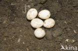 Barn Owl (Tyto alba)