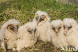 Barn Owl (Tyto alba)