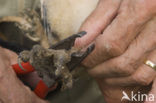 Barn Owl (Tyto alba)