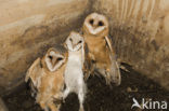 Barn Owl (Tyto alba)