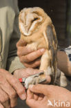 Barn Owl (Tyto alba)