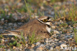 Kleine Plevier (Charadrius dubius)