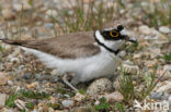 Kleine Plevier (Charadrius dubius)