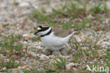 Kleine Plevier (Charadrius dubius)