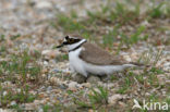 Kleine Plevier (Charadrius dubius)