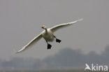 Kleine zwaan (Cygnus bewickii)