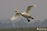 Bewick’s Swan (Cygnus bewickii)