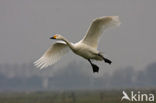 Kleine zwaan (Cygnus bewickii)