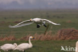 Bewick’s Swan (Cygnus bewickii)