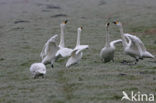 Kleine zwaan (Cygnus bewickii)