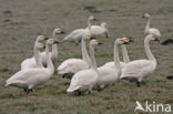 Kleine zwaan (Cygnus bewickii)