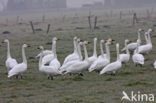 Bewick’s Swan (Cygnus bewickii)
