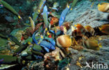 Sunburst butterflyfish