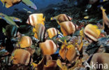 Sunburst butterflyfish