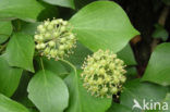 Common ivy (Hedera helix)