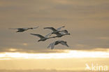 Knobbelzwaan (Cygnus olor)