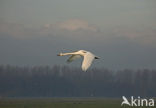 Knobbelzwaan (Cygnus olor)