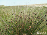 Bog-rush (Schoenus nigricans)