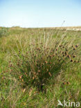 Bog-rush (Schoenus nigricans)