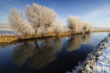 Knotwilg (Salix alba)