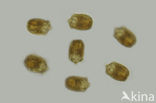 Kofoidinium velleloides