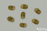 Kofoidinium velleloides