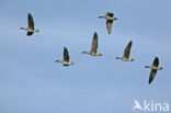 White-fronted goose (Anser albifrons)