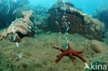 Komodo National Park