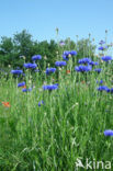 Cornflower (Centaurea cyanus)