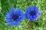 Cornflower (Centaurea cyanus)