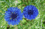 Korenbloem (Centaurea cyanus) 