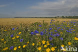 Cornflower (Centaurea cyanus)