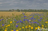 Korenbloem (Centaurea cyanus) 