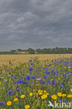 Cornflower (Centaurea cyanus)