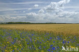 Korenbloem (Centaurea cyanus) 