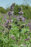 Kranssalie (Salvia verticillata) 