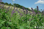 Kranssalie (Salvia verticillata) 