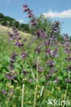 Whorled Clary (Salvia verticillata)