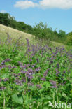 Whorled Clary (Salvia verticillata)