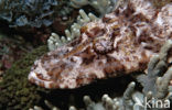 Crocodilefish (Cymbacephalus beauforti)